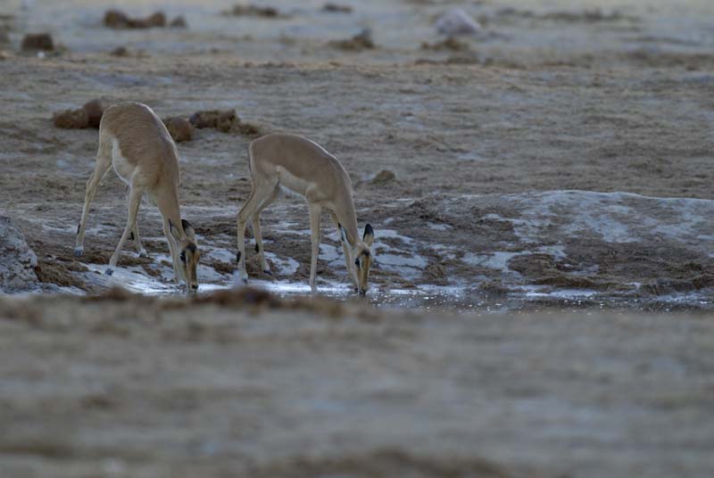 2877_Botswana_Khwai_Impalas