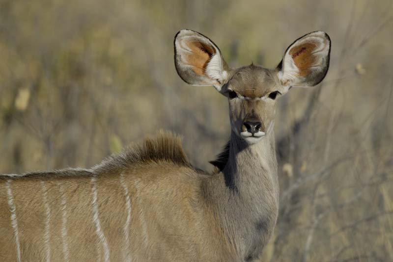 2987_Botswana_Savuti_Grand_Coudoux