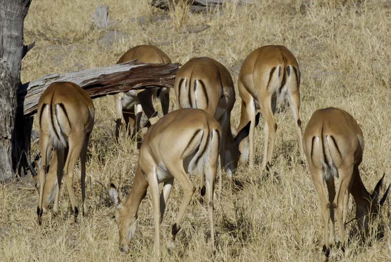 3026_Botswana_Savuti_Impalas