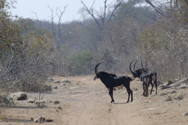 3851_Botswana_Chobe_Hippotragues_noirs