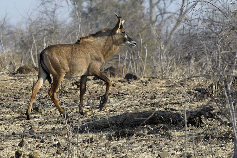 3895_Botswana_Chobe_Hippotrague_Rouan