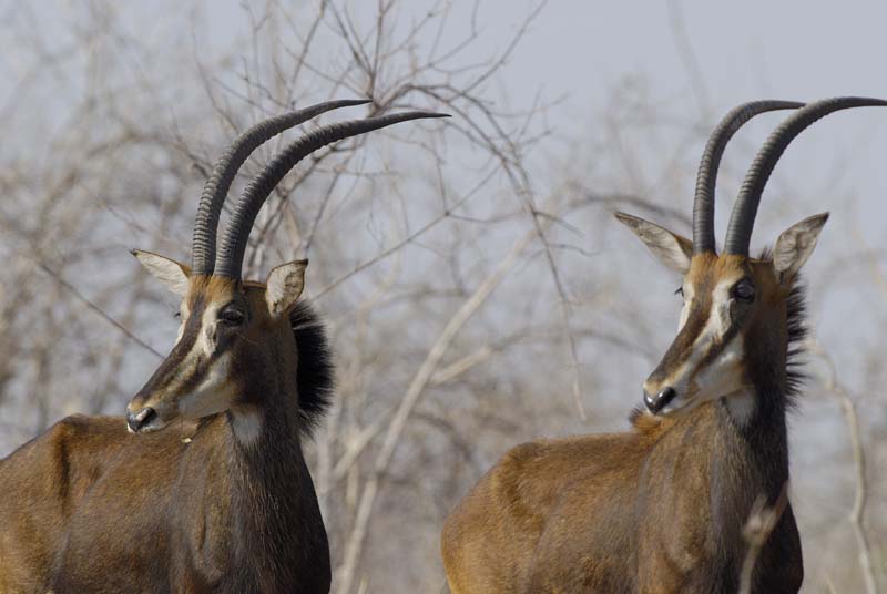 4952_Botswana_Chobe_Hippotragues_noirs
