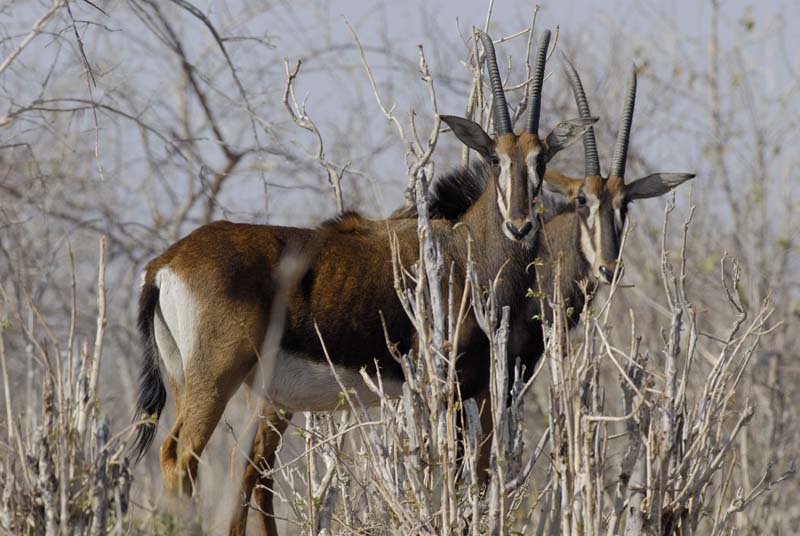 4962_Botswana_Chobe_Hippotragues_noirs
