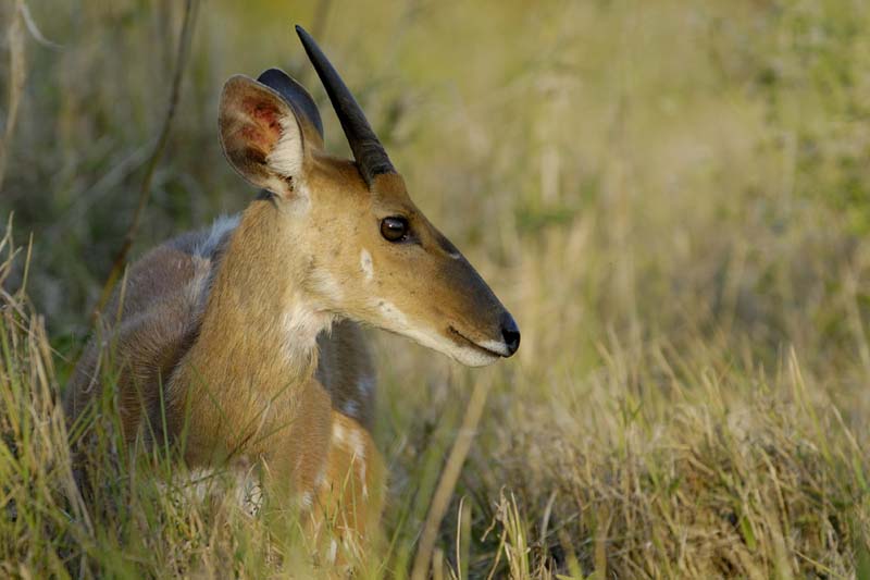 5095_Victoria_Falls_Bushbuck