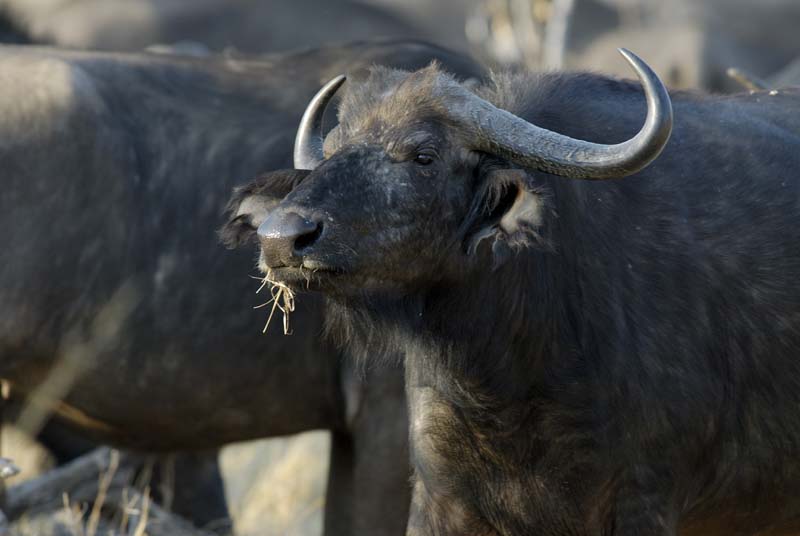 1511_Botswana_Xakanaxa_Buffles