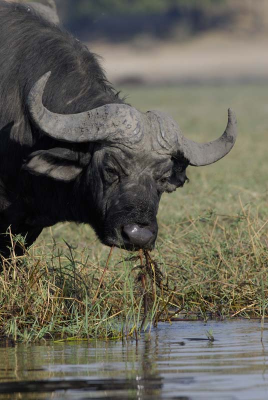 4630_Botswana_Chobe_Buffle