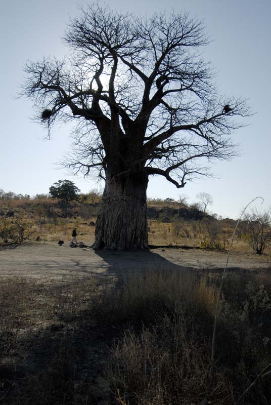 3288_Botswana_Savuti_Baobab