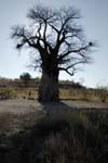 3288_Botswana_Savuti_Baobab
