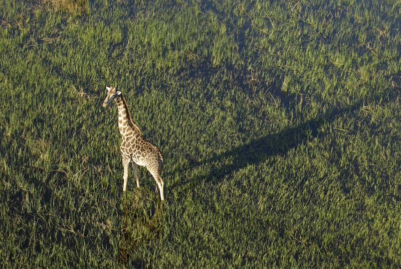 0217_Botswana_Maun_Girafes