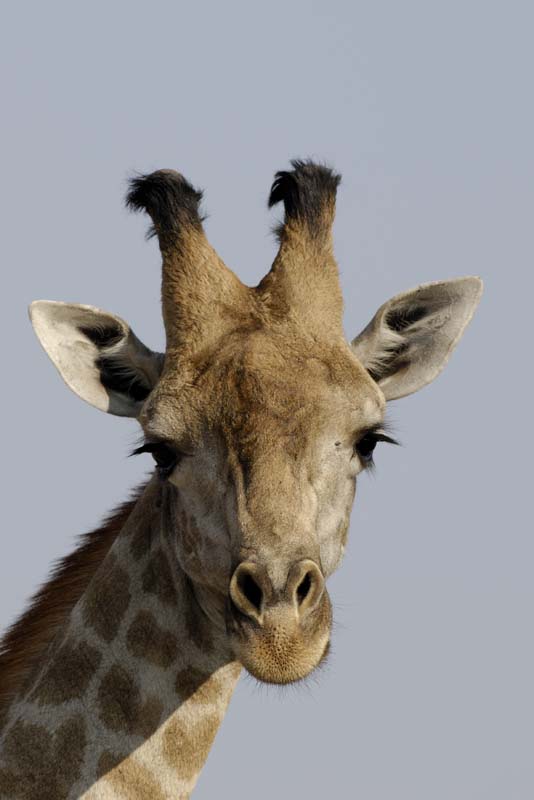 3878_Botswana_Chobe_Girafes