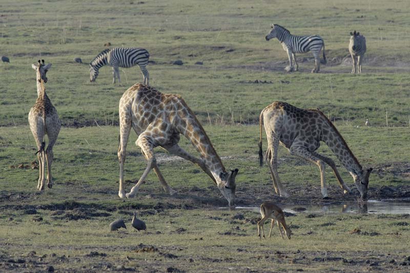 3946_Botswana_Chobe_Girafes