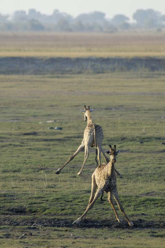 3958_Botswana_Chobe_Girafes
