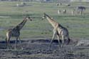 3916_Botswana_Chobe_Girafes