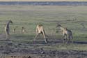 3931_Botswana_Chobe_Girafes