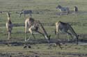 3946_Botswana_Chobe_Girafes