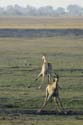 3958_Botswana_Chobe_Girafes