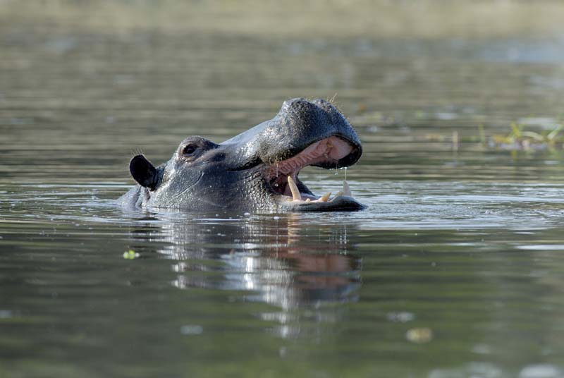 1861_Botswana_Khwai_Hippopotames
