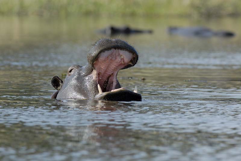 1864_Botswana_Khwai_Hippopotames