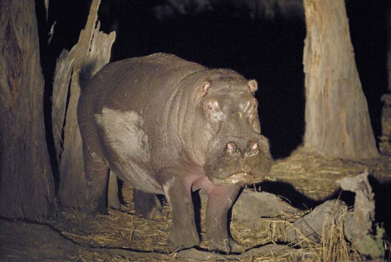 2048_Botswana_Khwai_Hippopotames