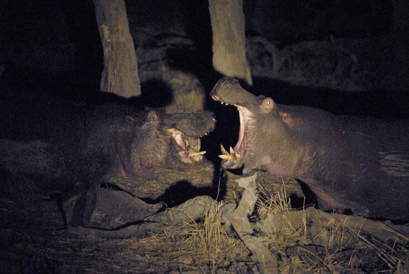 2066_Botswana_Khwai_Hippopotames