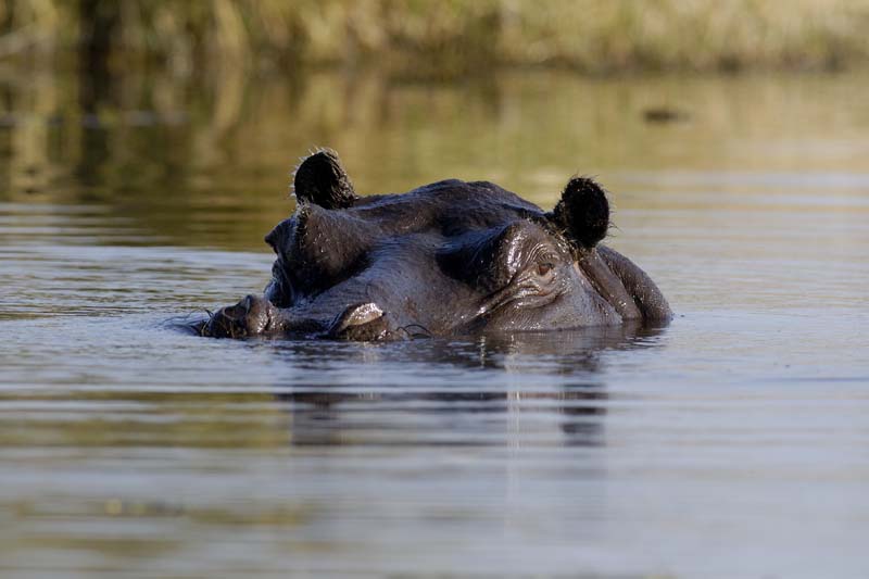 2264_Botswana_Khwai_Hippopotames