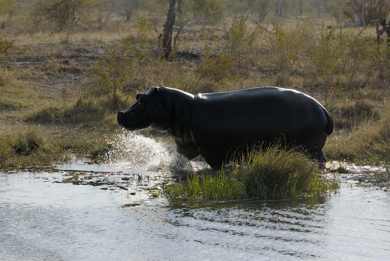 2283_Botswana_Khwai_Hippopotames