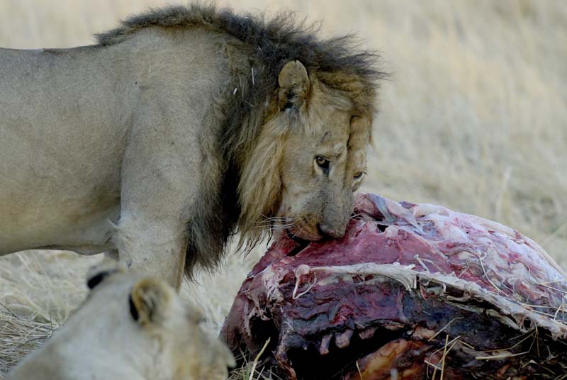 1129_Botswana_Xakanaxa_Lions