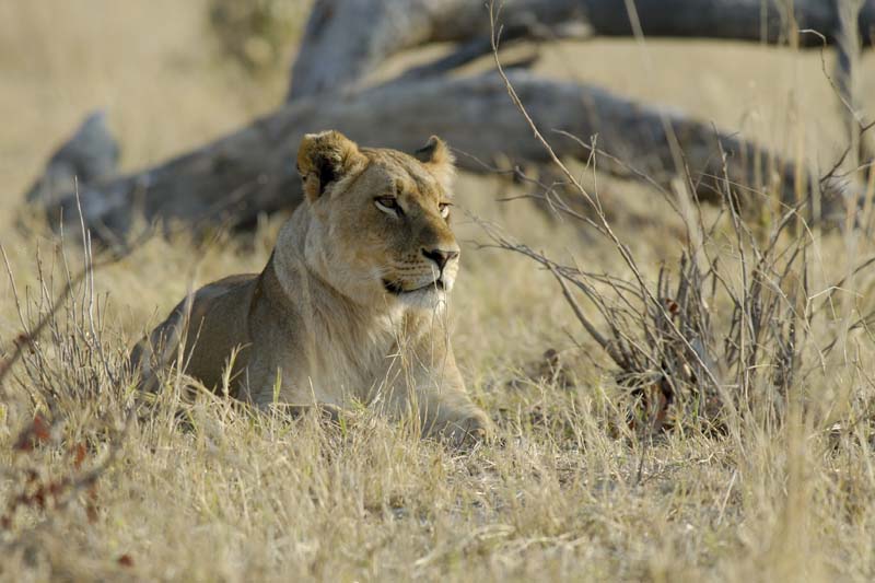1191_Botswana_Xakanaxa_Lions