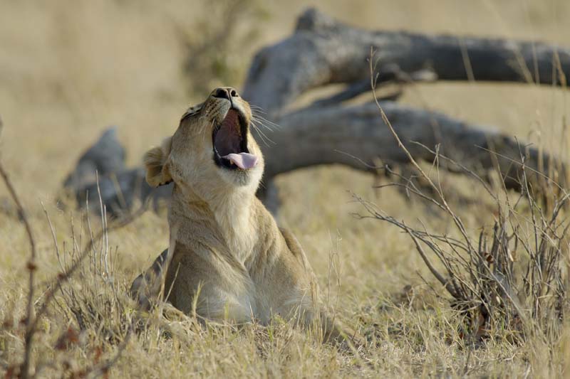 1208_Botswana_Xakanaxa_Lions