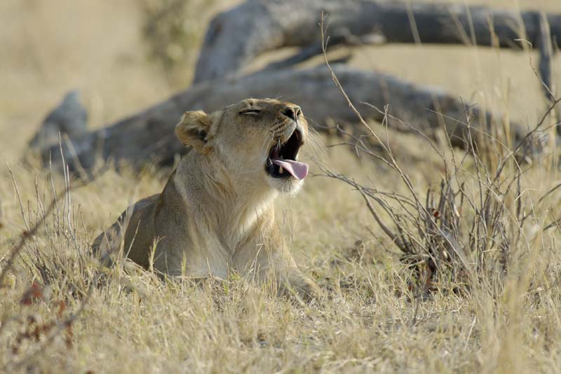 1210_Botswana_Xakanaxa_Lions