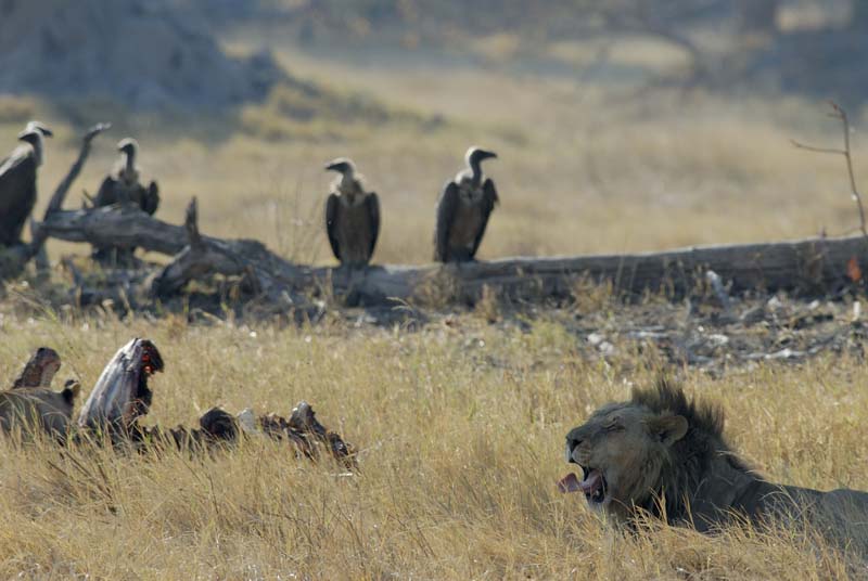 1399_Botswana_Xakanaxa_Lions