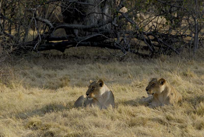 1520_Botswana_Xakanaxa_Lions
