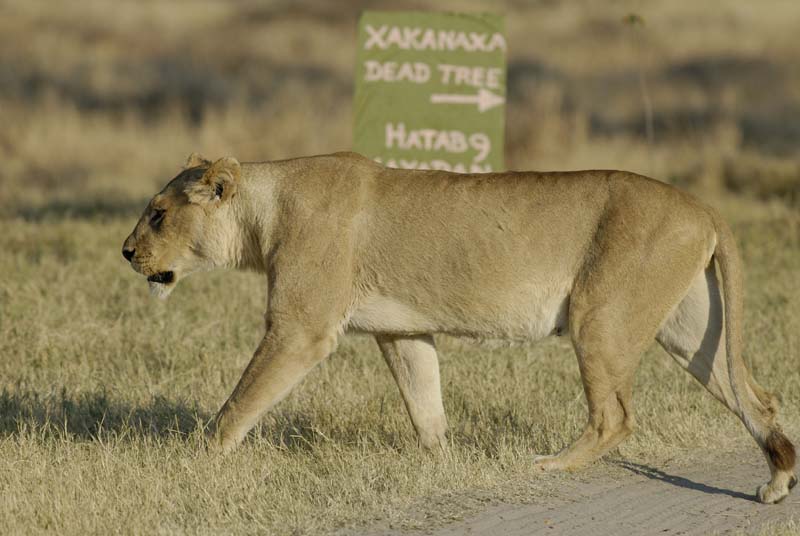 1528_Botswana_Xakanaxa_Lions
