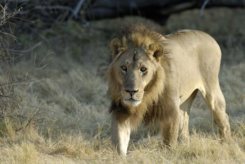 1536_Botswana_Xakanaxa_Lions