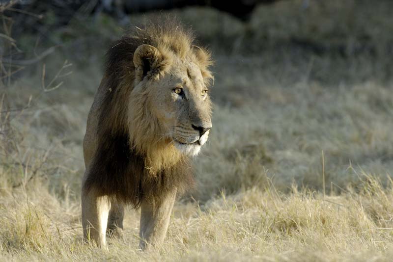 1547_Botswana_Xakanaxa_Lions