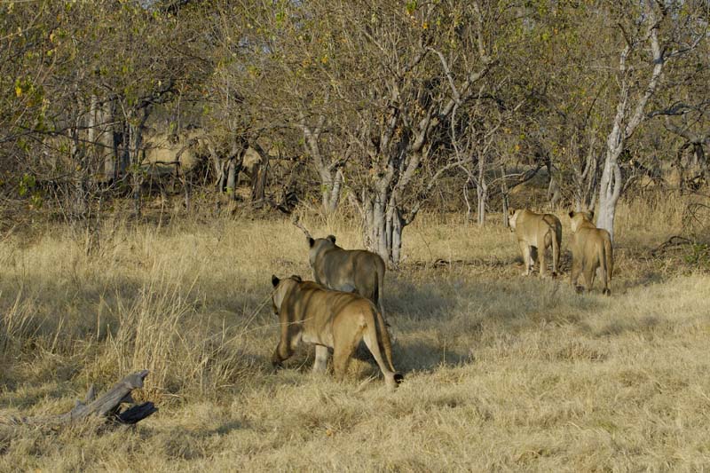 1562_Botswana_Xakanaxa_Lions