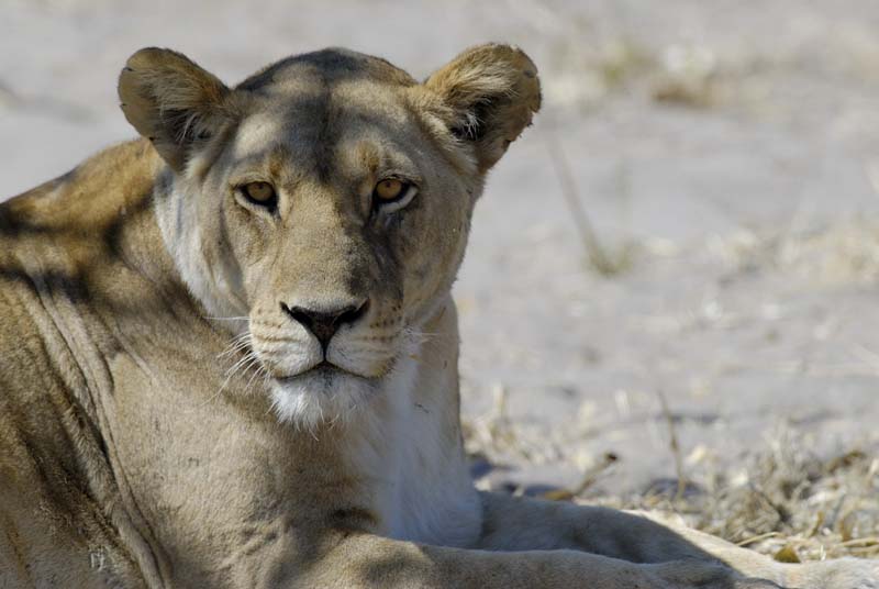 3055_Botswana_Savuti_Lions