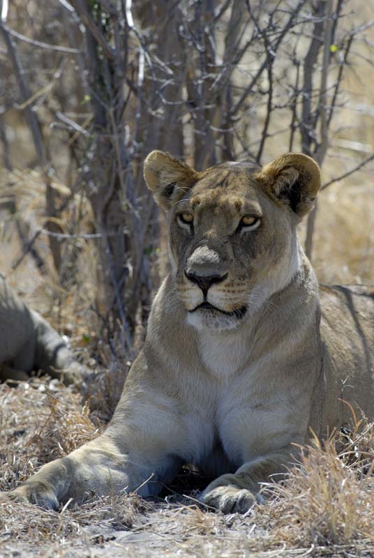 3076_Botswana_Savuti_Lions