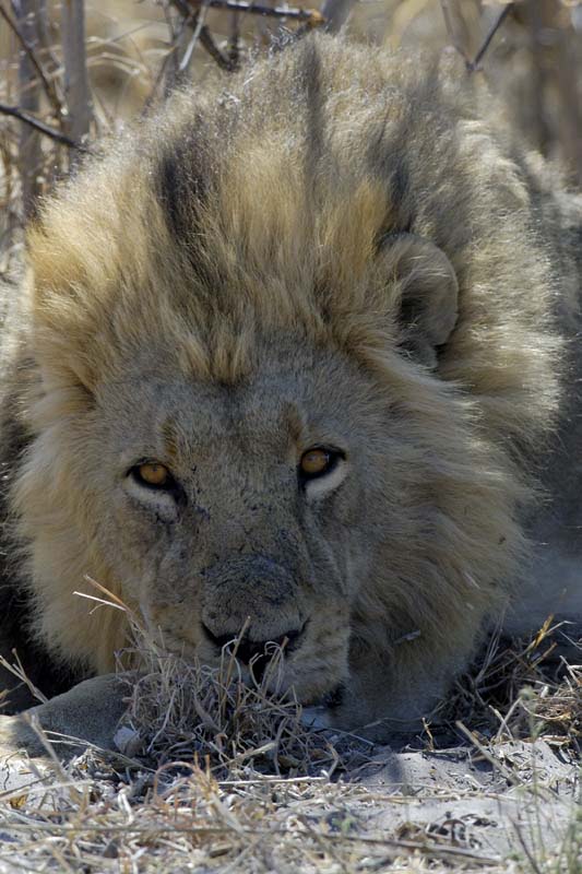 3089_Botswana_Savuti_Lions_1