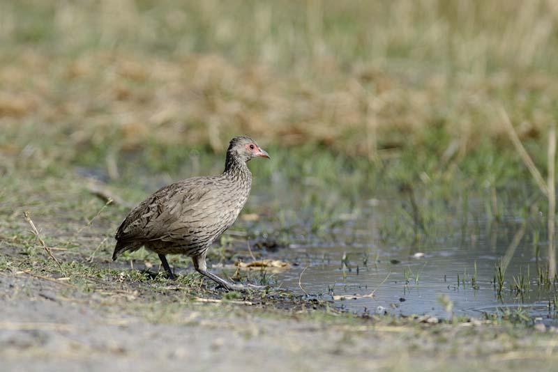 2178_Botswana_Khwai_Francolin_de_Swainson