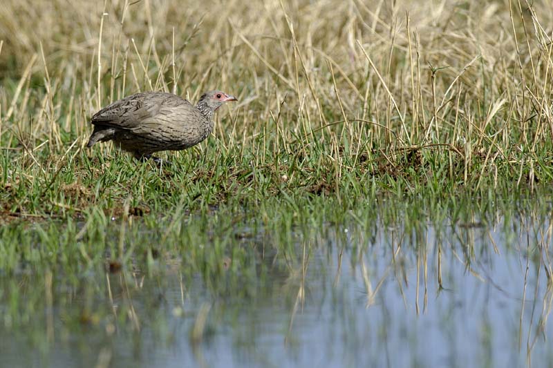 2183_Botswana_Khwai_Francolin_de_Swainson