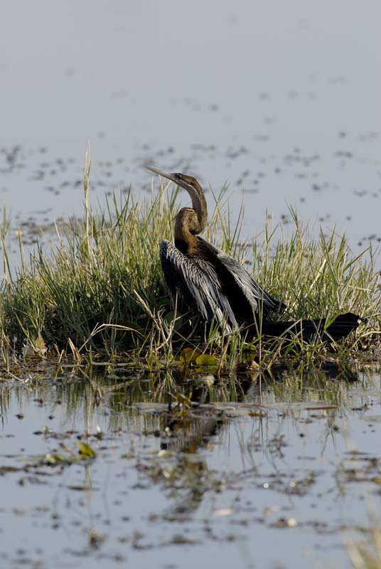 2247_Botswana_Khwai_Anhinga_d_Afrique
