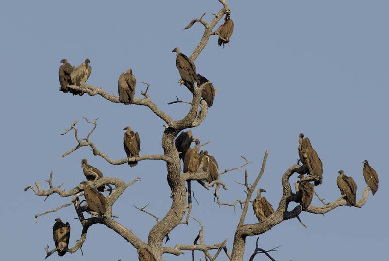 3417_Botswana_Savuti_Vautour_africain