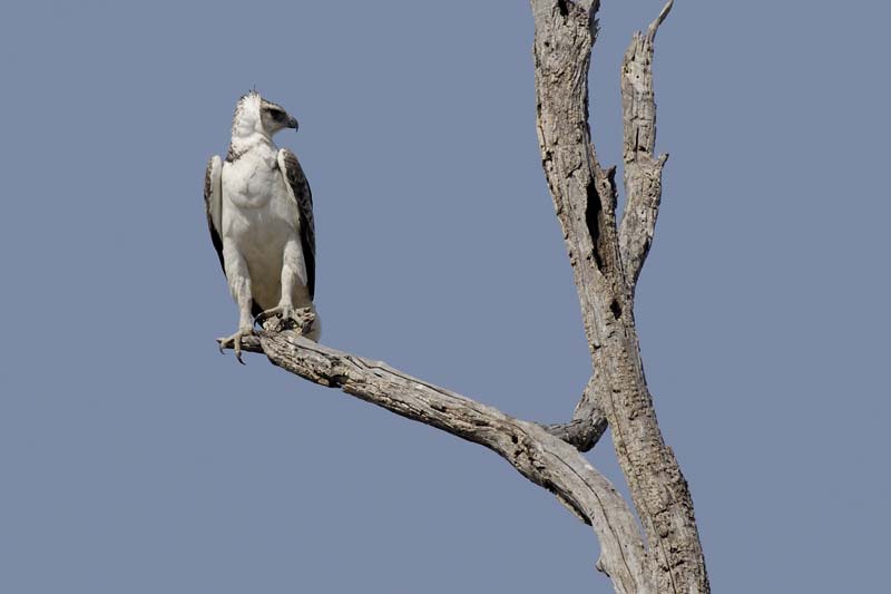 3817_Botswana_Chobe_Aigle_martial