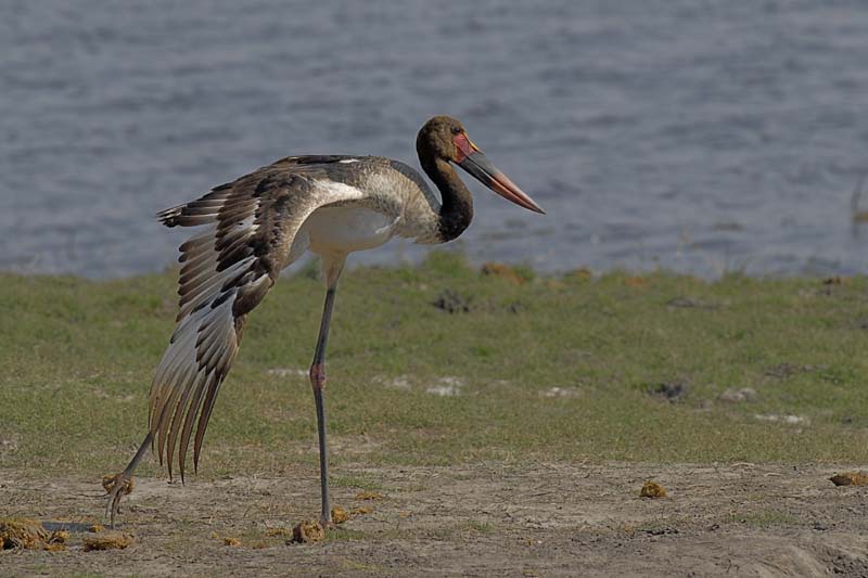3823_Botswana_Chobe_Jabiru_d_Afrique