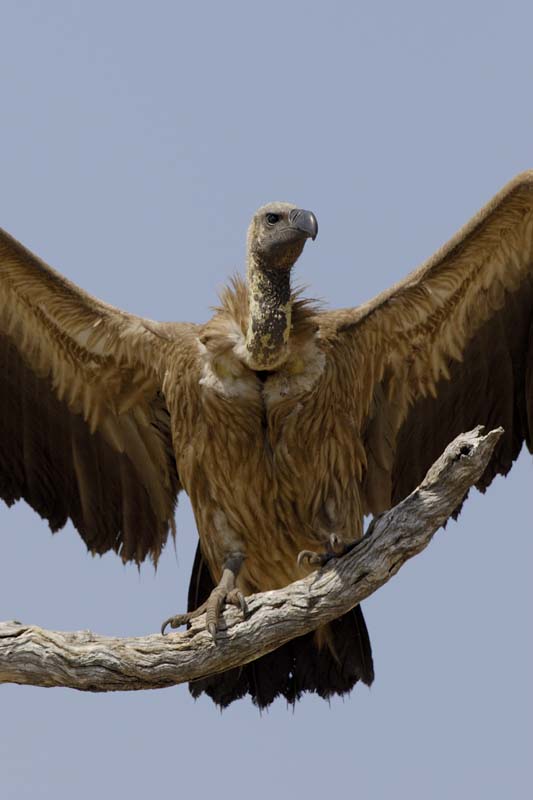 3864_Botswana_Chobe_Vautour_africain_1