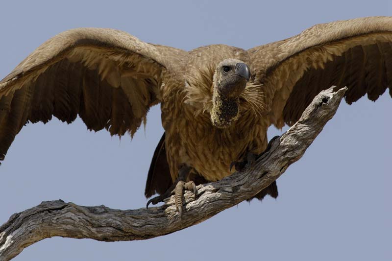 3865_Botswana_Chobe_Vautour_africain_1