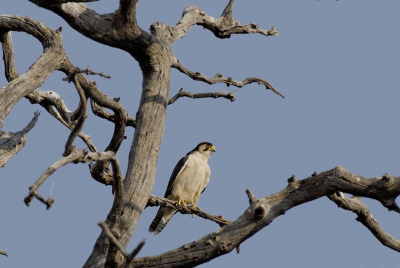 4331_Botswana_Chobe_Faucon_lanier