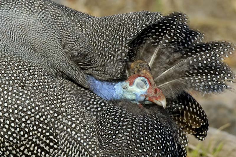 4364_Botswana_Chobe_Pintade_de_Numidie_1