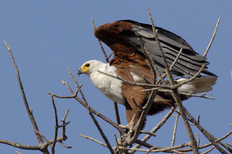 4371_Botswana_Chobe_Aigle_pecheur
